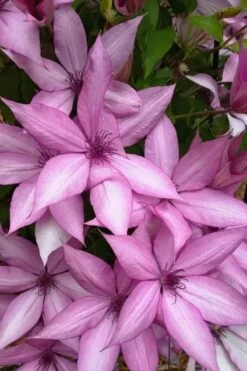 Giselle Clematis - 1 Gallon Pot -Home Bloom Garden clematis giselle 13