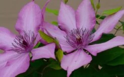 Giselle Clematis - 1 Gallon Pot -Home Bloom Garden clematis giselle 7