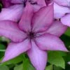 Giselle Clematis - 1 Gallon Pot -Home Bloom Garden clematis giselle 9