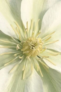 Guernsey Cream Clematis - 1 Gallon Pot -Home Bloom Garden clematis guernsey cream 1