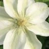 Guernsey Cream Clematis - 1 Gallon Pot -Home Bloom Garden clematis guernsey cream 2