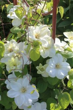 Guernsey Cream Clematis - 1 Gallon Pot -Home Bloom Garden clematis guernsey cream 3