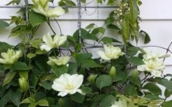 Guernsey Cream Clematis - 1 Gallon Pot -Home Bloom Garden clematis guernsey cream 4