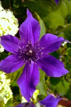 Guiding Promise Clematis - 1 Gallon Pot -Home Bloom Garden clematis guiding promise 1