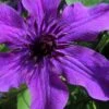 Guiding Promise Clematis - 1 Gallon Pot -Home Bloom Garden clematis guiding promise 4