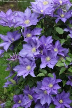 H. F. Young Clematis - 3 Gallon Pot -Home Bloom Garden clematis h f young 13 1