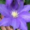 H. F. Young Clematis - 1 Gallon Pot -Home Bloom Garden clematis h f young 17