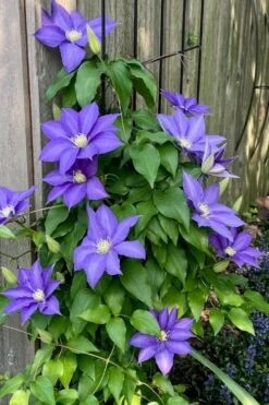 H. F. Young Clematis - 3 Gallon Pot -Home Bloom Garden clematis h f young 5 1
