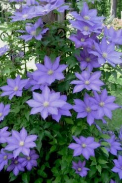 H. F. Young Clematis - 3 Gallon Pot -Home Bloom Garden clematis h f young 9 1