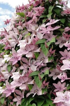 Hagley Hybrid Clematis - 1 Gallon Pot -Home Bloom Garden clematis hagley hybrid 11