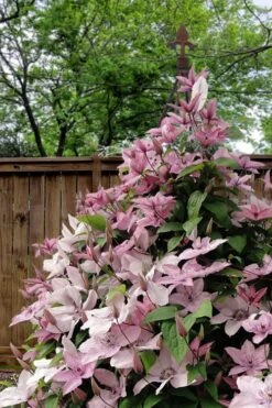 Hagley Hybrid Clematis - 1 Gallon Pot -Home Bloom Garden clematis hagley hybrid 12