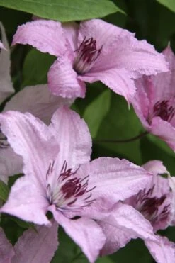 Hagley Hybrid Clematis - 1 Gallon Pot -Home Bloom Garden clematis hagley hybrid 14