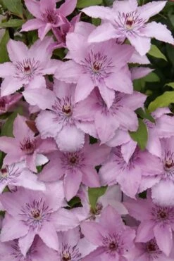 Hagley Hybrid Clematis - 1 Gallon Pot -Home Bloom Garden clematis hagley hybrid 15