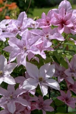 Hagley Hybrid Clematis - 1 Gallon Pot -Home Bloom Garden clematis hagley hybrid 18
