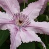 Hagley Hybrid Clematis - 1 Gallon Pot -Home Bloom Garden clematis hagley hybrid 20
