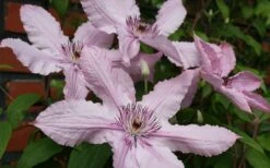 Hagley Hybrid Clematis - 1 Gallon Pot -Home Bloom Garden clematis hagley hybrid 21