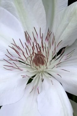 Henryi Clematis - 1 Gallon Pot -Home Bloom Garden clematis henryi 1