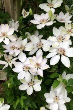 Henryi Clematis - 1 Gallon Pot -Home Bloom Garden clematis henryi 2