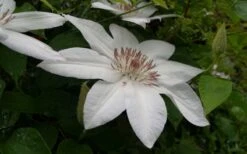 Henryi Clematis - 1 Gallon Pot -Home Bloom Garden clematis henryi 3