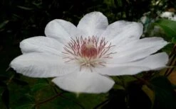 Henryi Clematis - 1 Gallon Pot -Home Bloom Garden clematis henryi 4