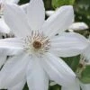 Henryi Clematis - 1 Gallon Pot -Home Bloom Garden clematis henryi 5
