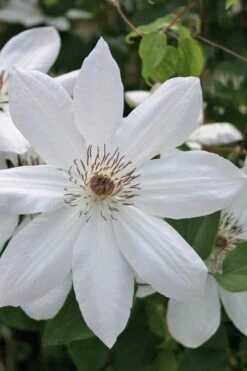 Henryi Clematis - 1 Gallon Pot