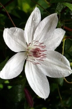 Henryi Clematis - 1 Gallon Pot -Home Bloom Garden clematis henryi 6