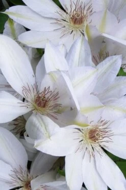 Henryi Clematis - 1 Gallon Pot -Home Bloom Garden clematis henryi 7