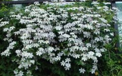 Huldine Clematis - 1 Gallon Pot -Home Bloom Garden clematis huldine 11