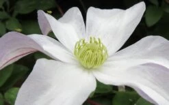 Huldine Clematis - 1 Gallon Pot -Home Bloom Garden clematis huldine 3