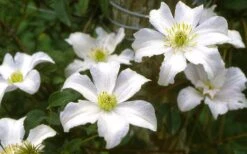 Huldine Clematis - 1 Gallon Pot -Home Bloom Garden clematis huldine 6