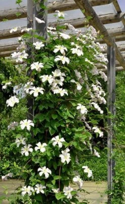 Huldine Clematis - 1 Gallon Pot -Home Bloom Garden clematis huldine 7jpg