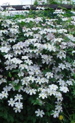 Huldine Clematis - 1 Gallon Pot -Home Bloom Garden clematis huldine 9