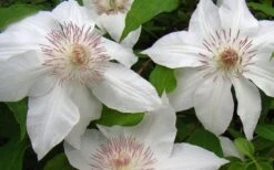 Hyde Hall Clematis - 1 Gallon Pot -Home Bloom Garden clematis hyde hall 1