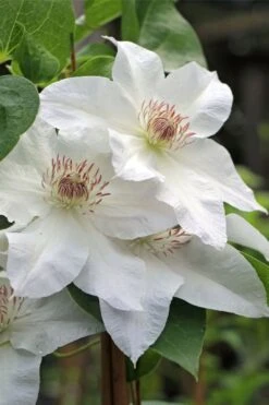 Hyde Hall Clematis - 1 Gallon Pot -Home Bloom Garden clematis hyde hall 4