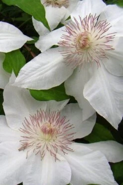 Hyde Hall Clematis - 1 Gallon Pot -Home Bloom Garden clematis hyde hall 5