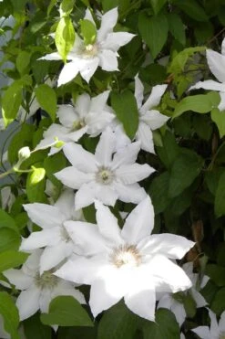 Hyde Hall Clematis - 1 Gallon Pot -Home Bloom Garden clematis hyde hall 6