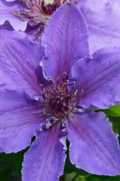 Ines Clematis - 1 Gallon Pot -Home Bloom Garden clematis ines 1