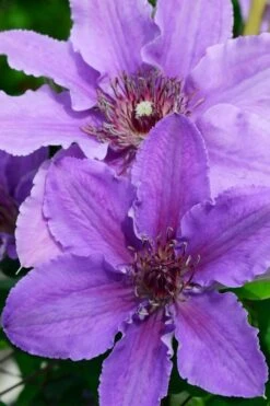 Ines Clematis - 1 Gallon Pot -Home Bloom Garden clematis ines 3