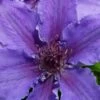 Ines Clematis - 1 Gallon Pot -Home Bloom Garden clematis ines 5
