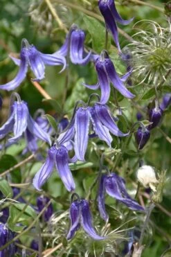 Clematis Integrifolia (Solitary Bush Clematis) - 1 Gallon Pot -Home Bloom Garden clematis integrifolia soiltary bush clematis 4