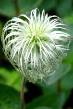 Clematis Integrifolia (Solitary Bush Clematis) - 1 Gallon Pot -Home Bloom Garden clematis integrifolia soiltary bush clematis 6