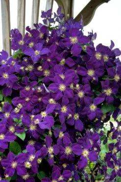 Jakmanii Purple Clematis - 1 Gallon Pot -Home Bloom Garden clematis jackmanii 5