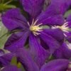 Jakmanii Purple Clematis - 1 Gallon Pot -Home Bloom Garden clematis jackmanii 7