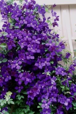 Jakmanii Purple Clematis - 1 Gallon Pot -Home Bloom Garden clematis jackmanii 9