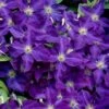 Jackmanii Superba Clematis - 1 Gallon Pot -Home Bloom Garden clematis jackmanii superba 1