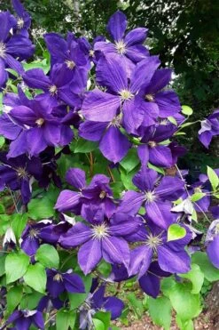 Jackmanii Superba Clematis - 1 Gallon Pot -Home Bloom Garden clematis jackmanii superba 3