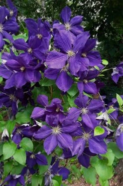 Jackmanii Superba Clematis - 1 Gallon Pot -Home Bloom Garden clematis jackmanii superba 4