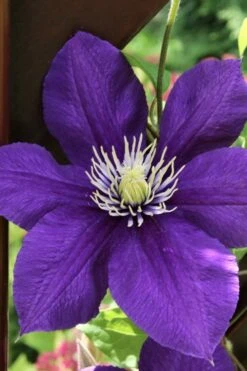 Jackmanii Superba Clematis - 1 Gallon Pot -Home Bloom Garden clematis jackmanii superba 5