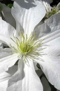 John Huxtable Clematis - 1 Gallon Pot -Home Bloom Garden clematis john huxtable 1